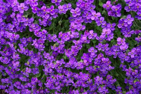 Purple Flowers Texture Flowers Flower Background Flower Texture