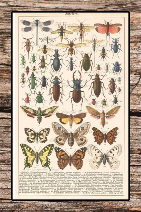 Vintage Digital Insect Chart Bug Chart Insect Printable Etsy