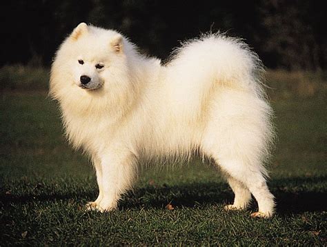 Meet The Spectacular Spitz Breeds American Kennel Club