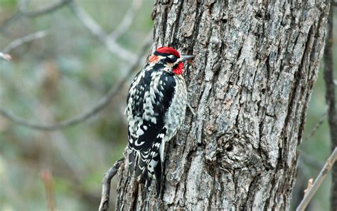 Because sapsuckers attack living trees, they are often considered a pest species. Red-naped Sapsucker | Audubon Field Guide
