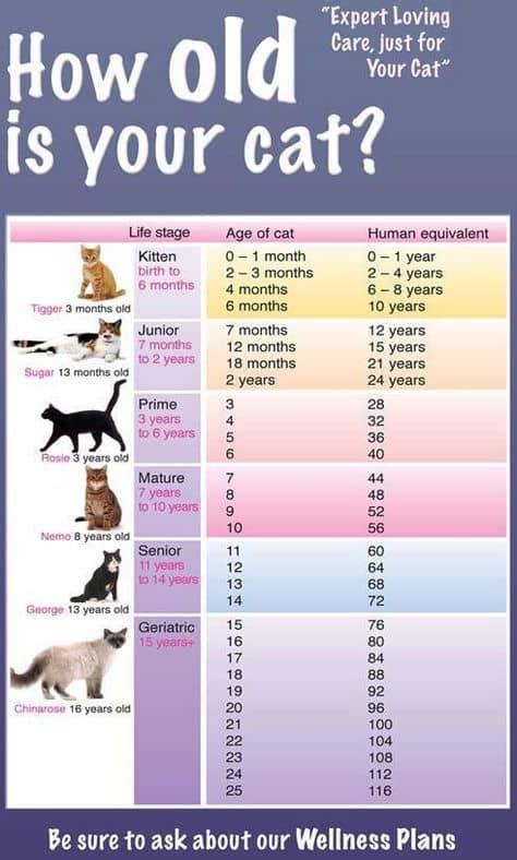 Your cat is 44 cat years old. How Old Is My Cat In Cat Years Infographic - The WHOot