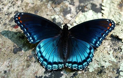 Blue Eyed Beauty Blog Things I Heart Monarch Butterflies
