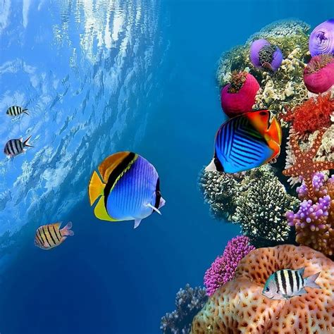 Tropical Coral Reef 4k Wallpapers Top Free Tropical Coral Reef 4k