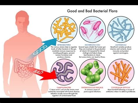 But does the science hold up? Synbiotic 365 Review (#REVISED 2018): My Results After 3+ Weeks