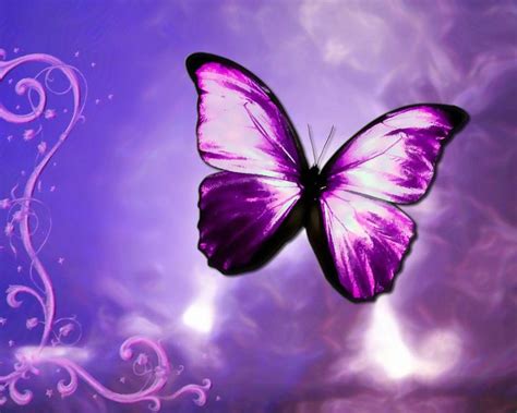 Purple Butterfly Pictures Desktop Backgrounds Butterflies
