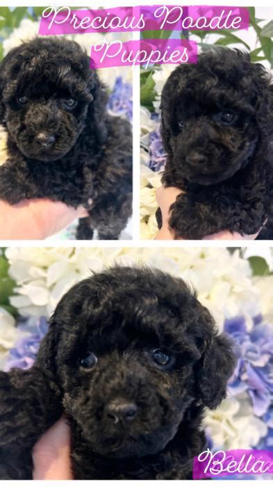 Toy Poodle Puppies Dna Clear Purebred Hypoallergenic Dogs For Sale