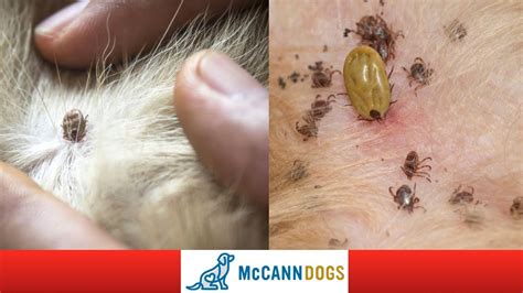 How To Check Your Dog For Ticks Tick Hiding Spots