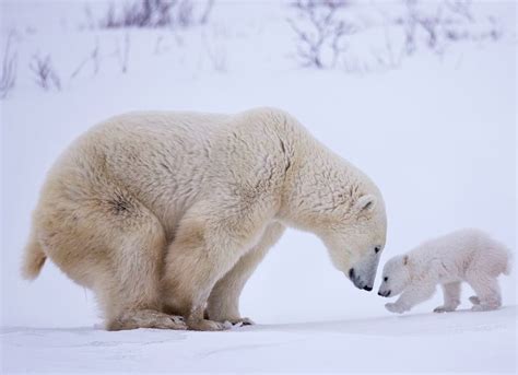 Polar Bear Love Photography