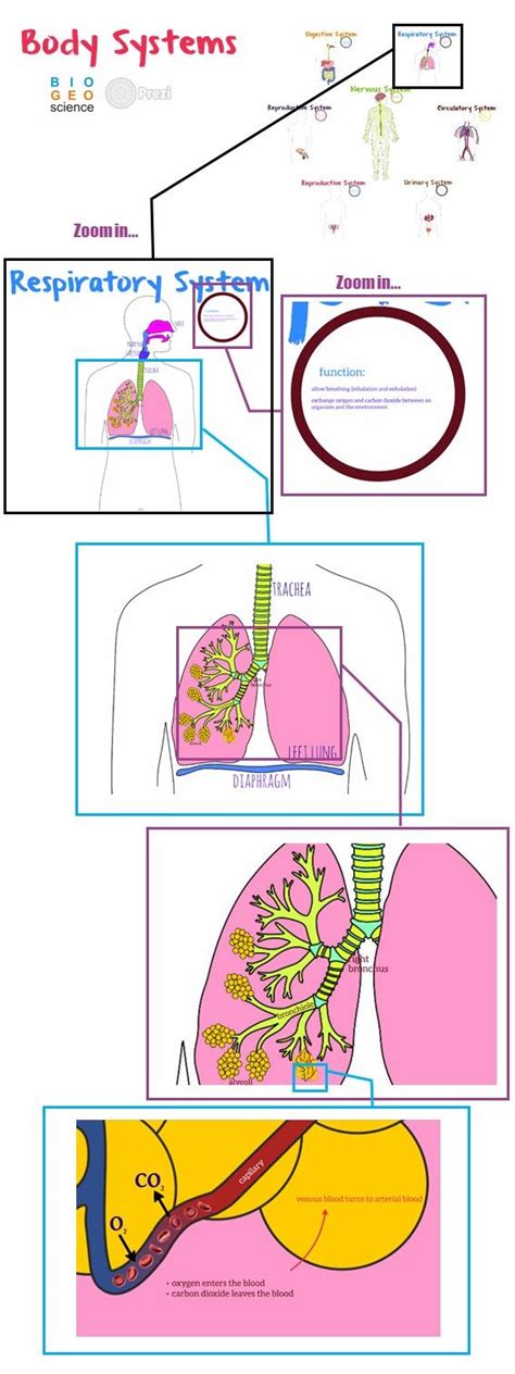Body Systems (Elementary) | Respiratory system ...
