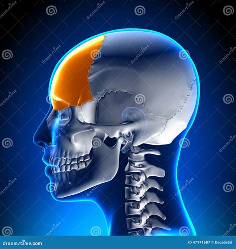 Hueso Frontal Femenino Anatomía Del Cráneodel Cráneo Stock De