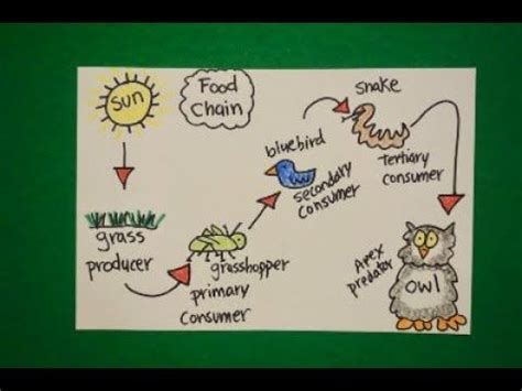 In this video i showed, how to draw food chain easily step by step. Let's Draw a Food Chain! | Food chain, Food chain drawing ...