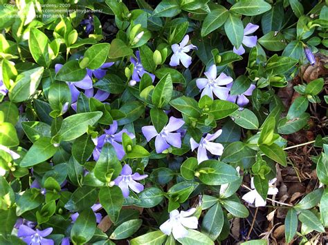 Plantfiles Pictures Common Periwinkle Creeping Myrtle Flower Of