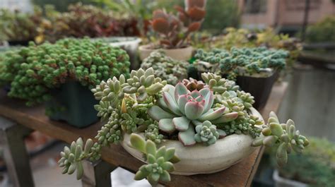 Certain species may be easier than others to propagate. Trailing Succulents That Grow Beautifully in Hanging Pots