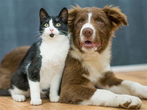 Cómo Hacer Que El Perro Y El Gato Tengan Una Buena Relación Alternar