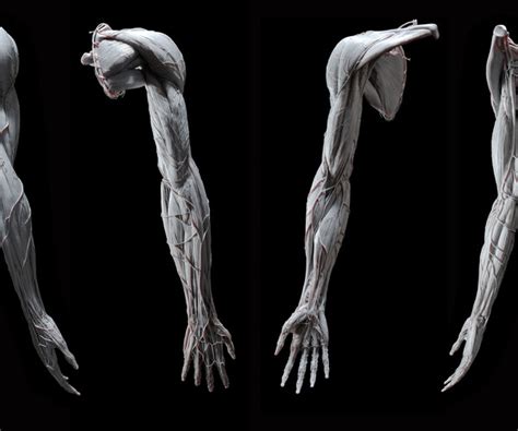 Artstation Anatomy Of The Upper Limb Udim Resources