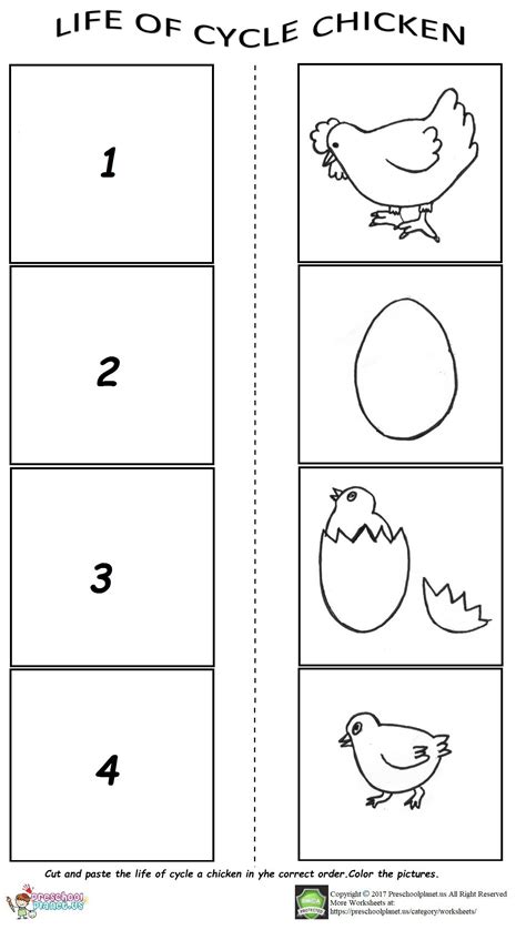 Life Of Cycle Chicken Worksheet For Preschoolers Life Cycles Preschool