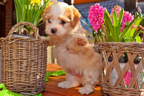30 Cutest Pictures Of Havanese Puppies Best Photography Art