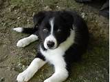 Happy border collie dog and tabby cat together closeup. Border Collie | Cherrydown Vets