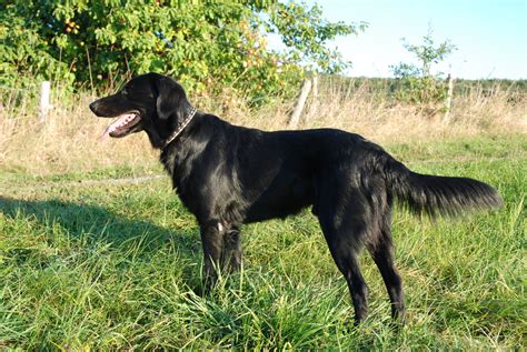 They're a loyal and protective dog. Flat-Coated Retriever Breed Guide - Learn about the Flat ...
