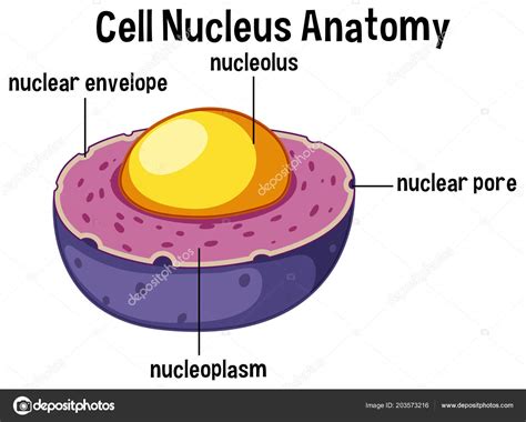 Animal Cell Nucleus Anatomy Illustration — Stock Vector © Brgfx 203573216