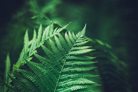 500 Fern Pictures Hd Download Free Images On Unsplash