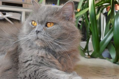 Persian Cat Vs British Longhair Cat Persian Cat Corner