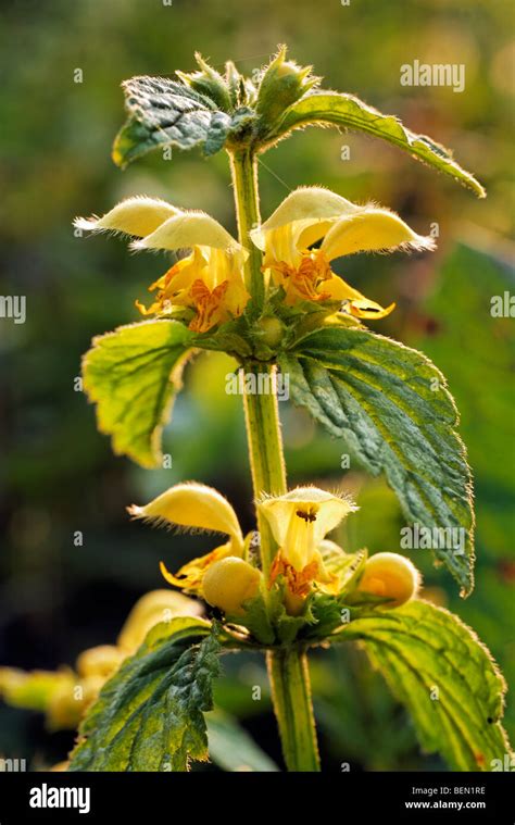 Yellow Archangel Lamium Galeobdolon In Flower In Spring Stock Photo