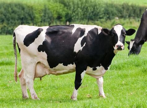 Holstein Cow Dairy Cows Dairy Calf Dairy Farms Cow Body Cow Breeds