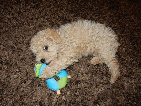 Mom is a chocolate and tan cocker spaniel. Poodle Puppy for Sale in Saint Cloud, Minnesota Classified ...