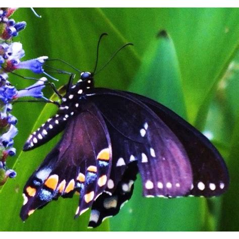 Purply Beautiful Butterflies Butterfly Pictures Purple Butterfly