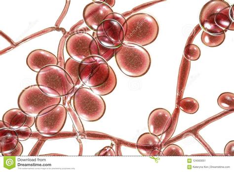 Fungi Candida Which Cause Candidiasis Thrush Stock Illustration