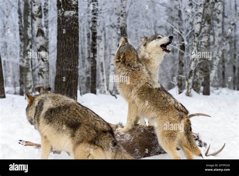Wolves Canis Lupus Stand Together On Deer Body Howling Winter