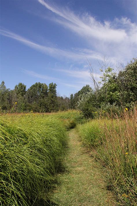 The Rambling Wren: Tallgrass Prairie at Seven Ponds Nature Center