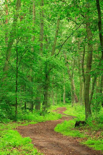 Winding Forest Path Stock Photo Download Image Now Istock