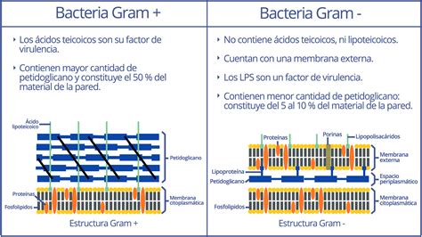 Diferenciando Bacterias Gram Positivo Y Gram Negativo Mediante