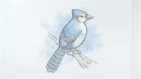 Keep your lines as light as you can all through this tutorial. How to Draw a Blue Jay: 12 Steps (with Pictures) - wikiHow