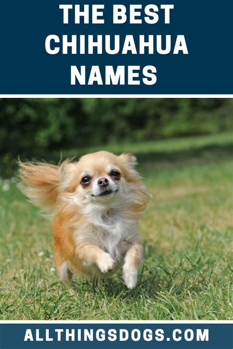 Best Chihuahua Names Chihuahua Names Chihuahua Best Dog Names