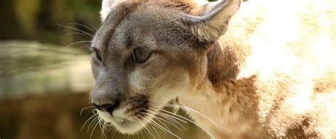 El Puma Que Come Donde Vive Características Y Curiosidades 🥇 Vida