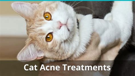 Cat Acne What Is Feline Chin Acne And What Is The Right Treatment