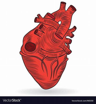 Heart Human Sketch Vector Anatomy Royalty