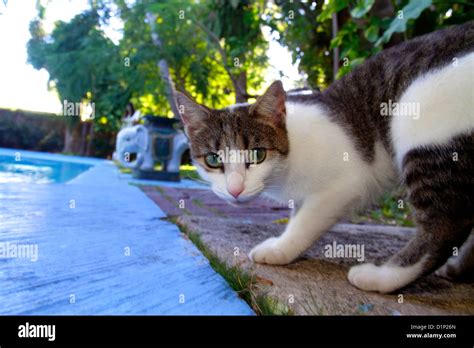 Florida Key West Florida,Keys Whitehead Street,The Ernest Hemingway