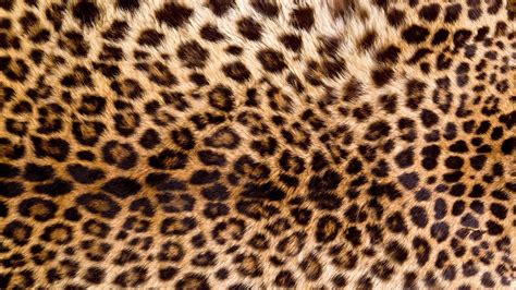 Fondos De Pantalla 1920x1080 Textura Leopardo Descargar Imagenes