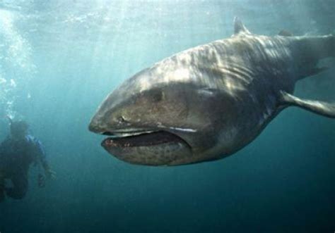 10 Largest Sharks In The World An Online Magazine About Style