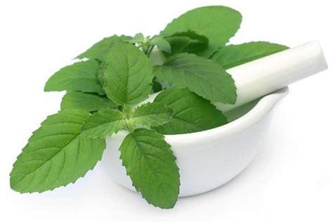 How To Use Mint Leaves Face Pack For Oily And Pimples Skin