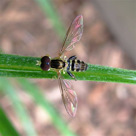 Syrphid Fly Project Noah