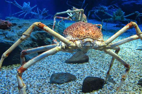 10 Of The Largest Living Creatures In The Sea 2022