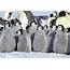 Penguins  Photo 157225 Fanpop