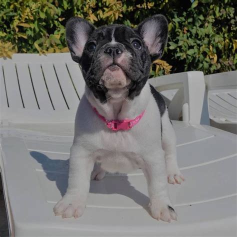 Only guaranteed quality, healthy check out our fantastic french bulldog puppies for sale, from the finest breeders, and you can't help but fall in love. French bulldog puppies available FOR SALE ADOPTION from ...