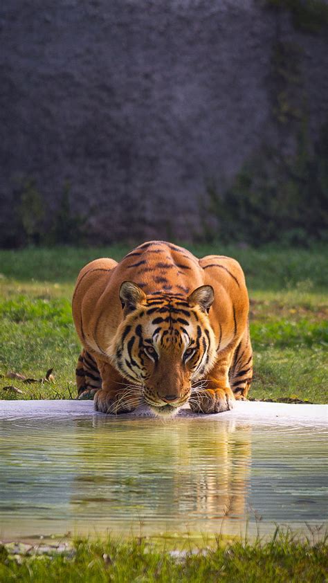 Tiger Drinking Water Wallpaper Hd 4k