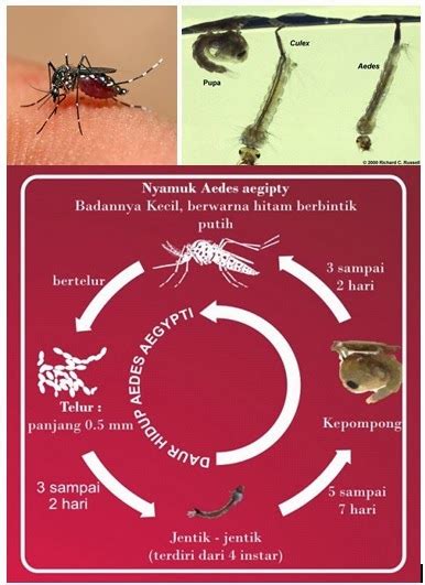 Posting terkait sesudah telur nyamuk menetas, maka daur hidup nyamuk yang kemudian menjadi jentik nyamuk yang hidup di dalam air. Waspadai DBD sebelum Musim Hujan Tiba - Kompasiana.com